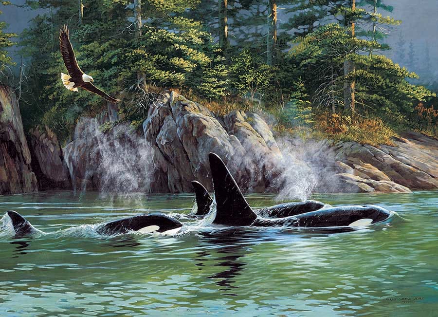 Orcas Animals