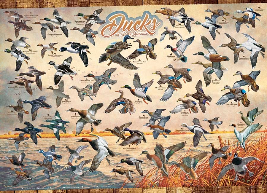 Ducks of North America Birds
