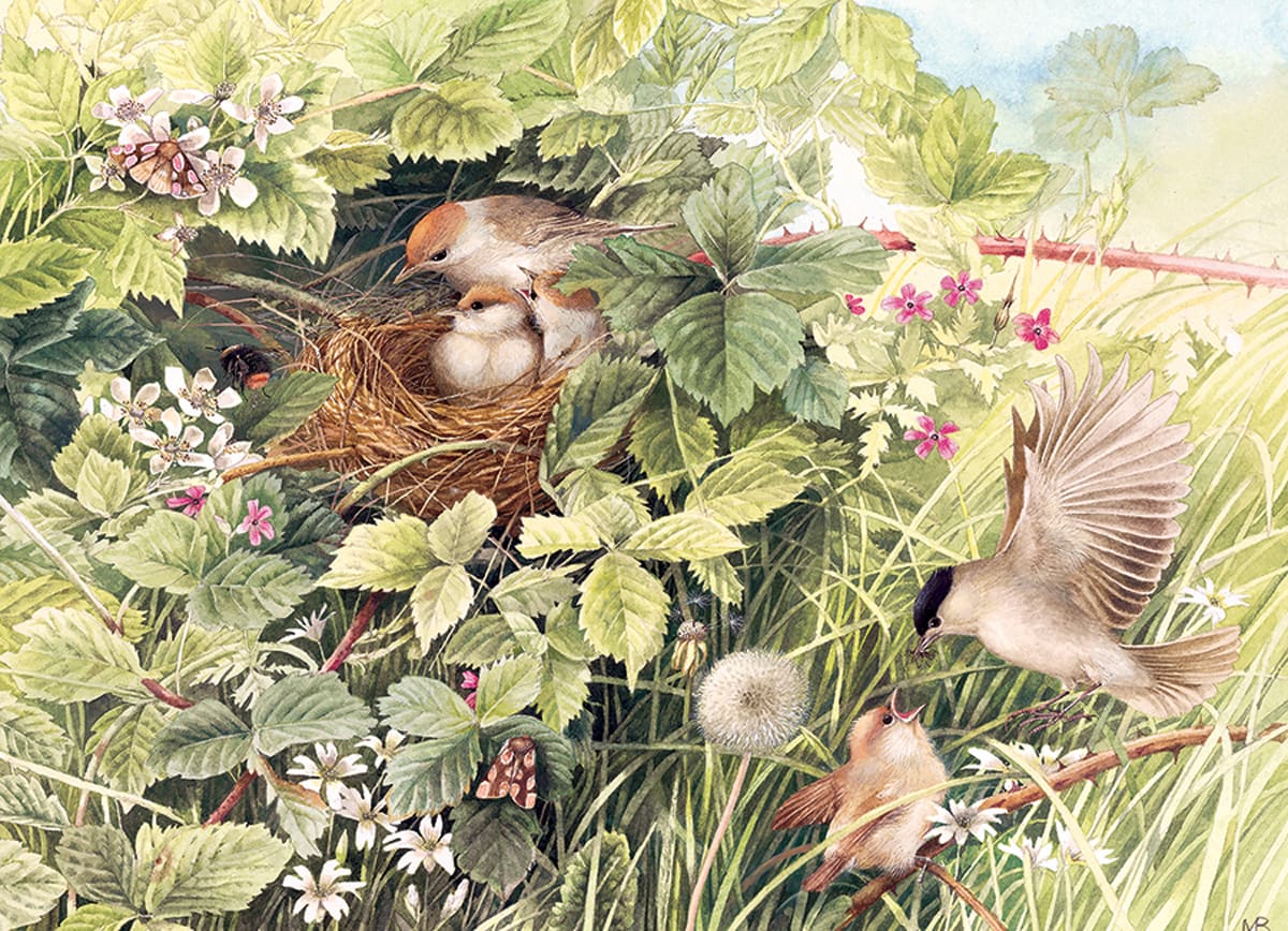 Hidden Nest Birds