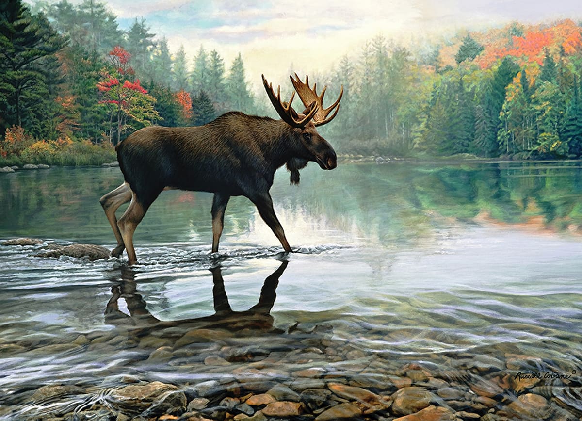 Moose Crossing Forest Animal