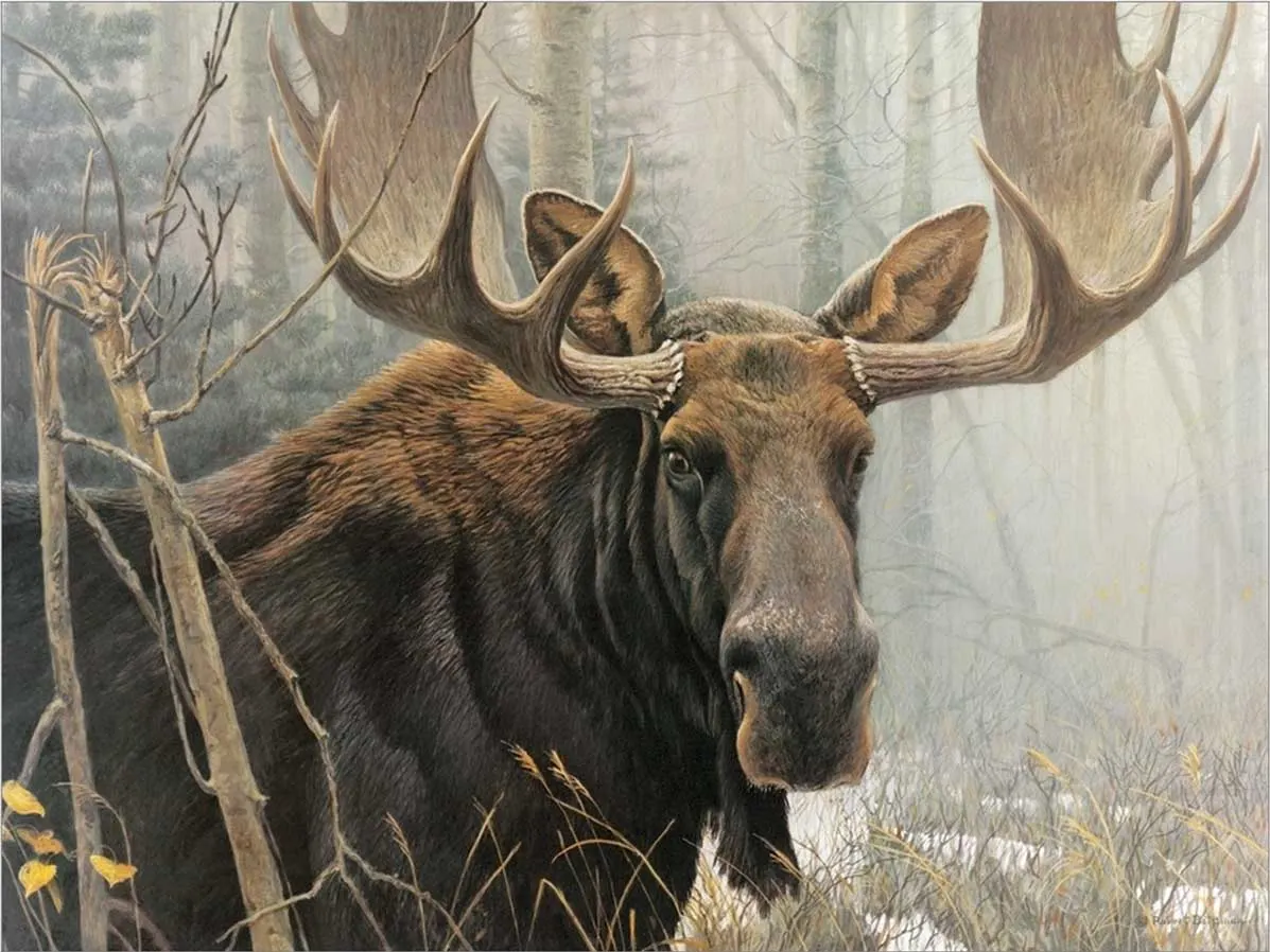 Bull Moose Forest Animal