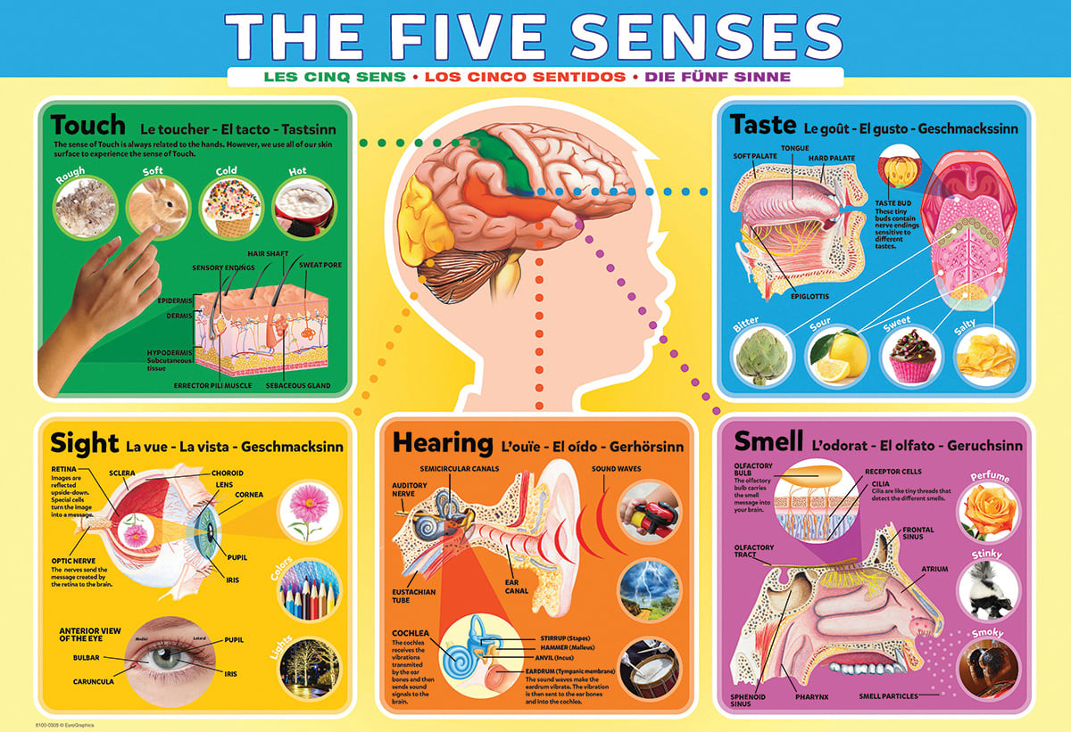 The Five Senses