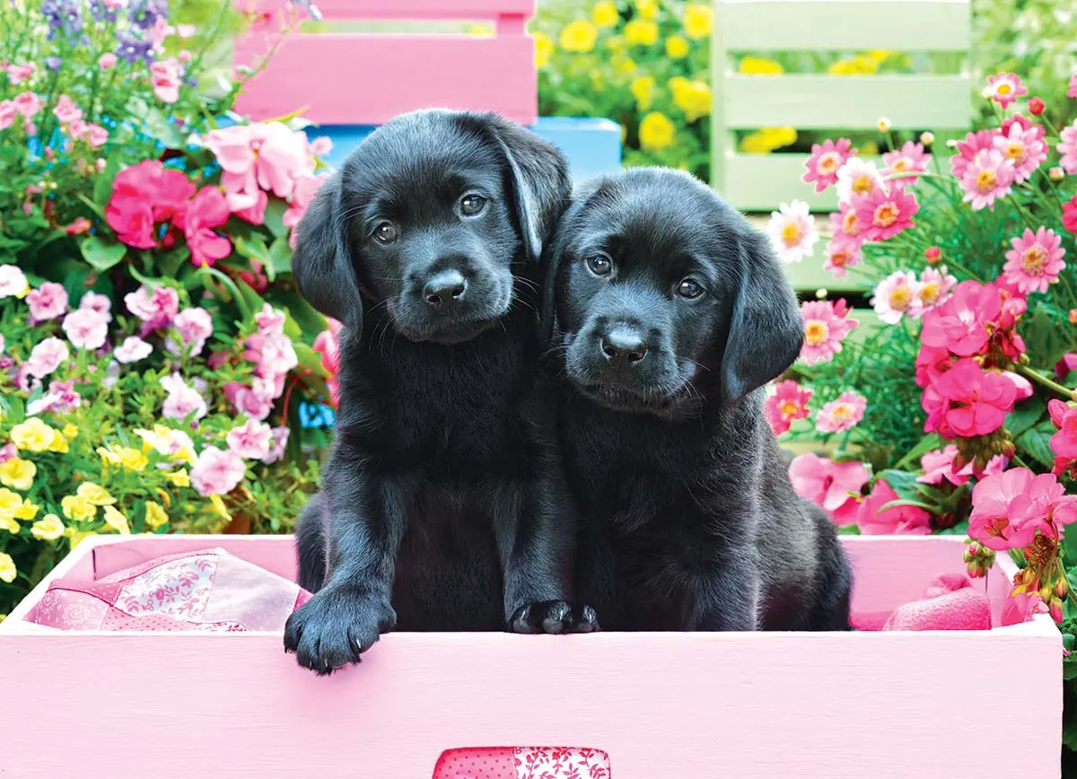 Black Labs in Pink Box Dogs