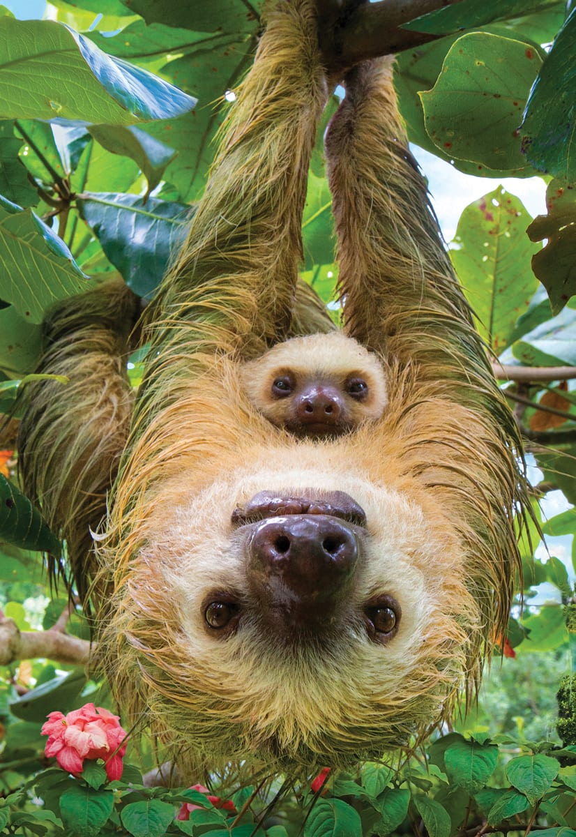 Sloth Animals