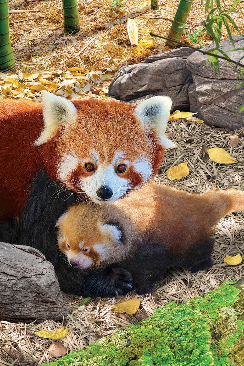 Red Panda Animals