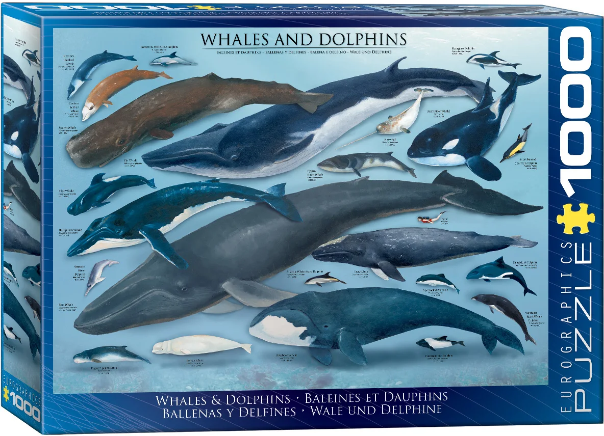 Whales & Dolphins