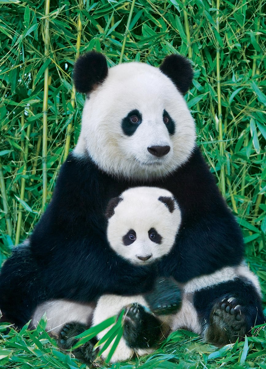 Panda and Baby Animals