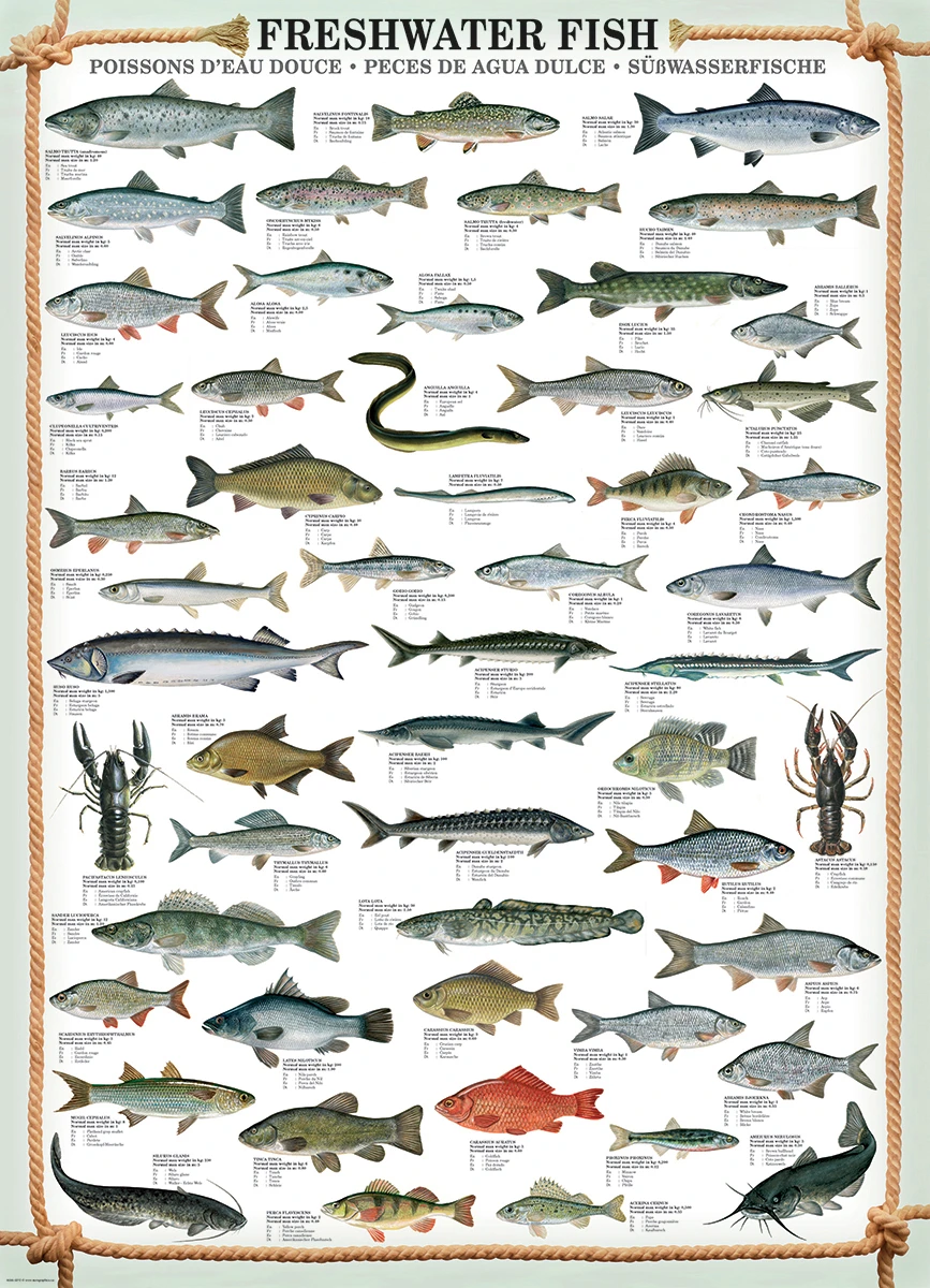 Freshwater Fish Educational