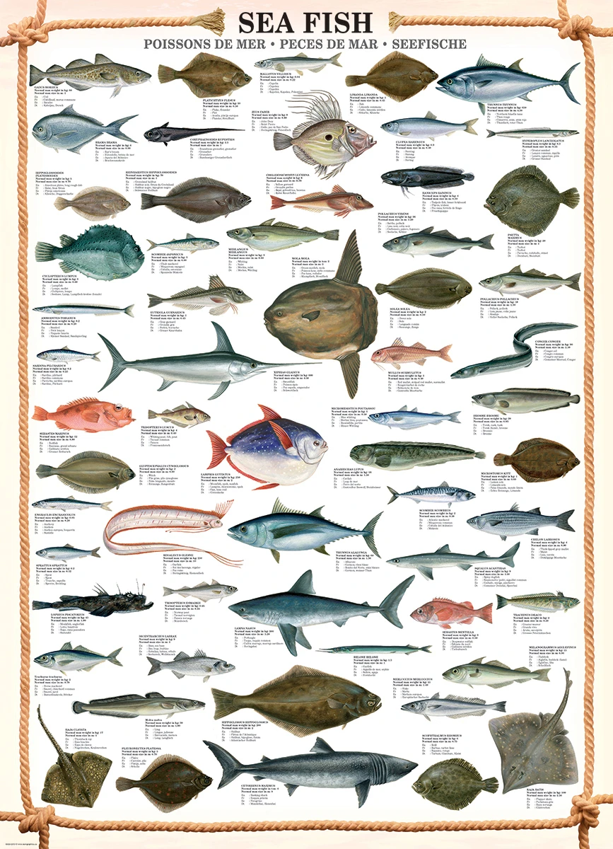 Sea Fish Educational