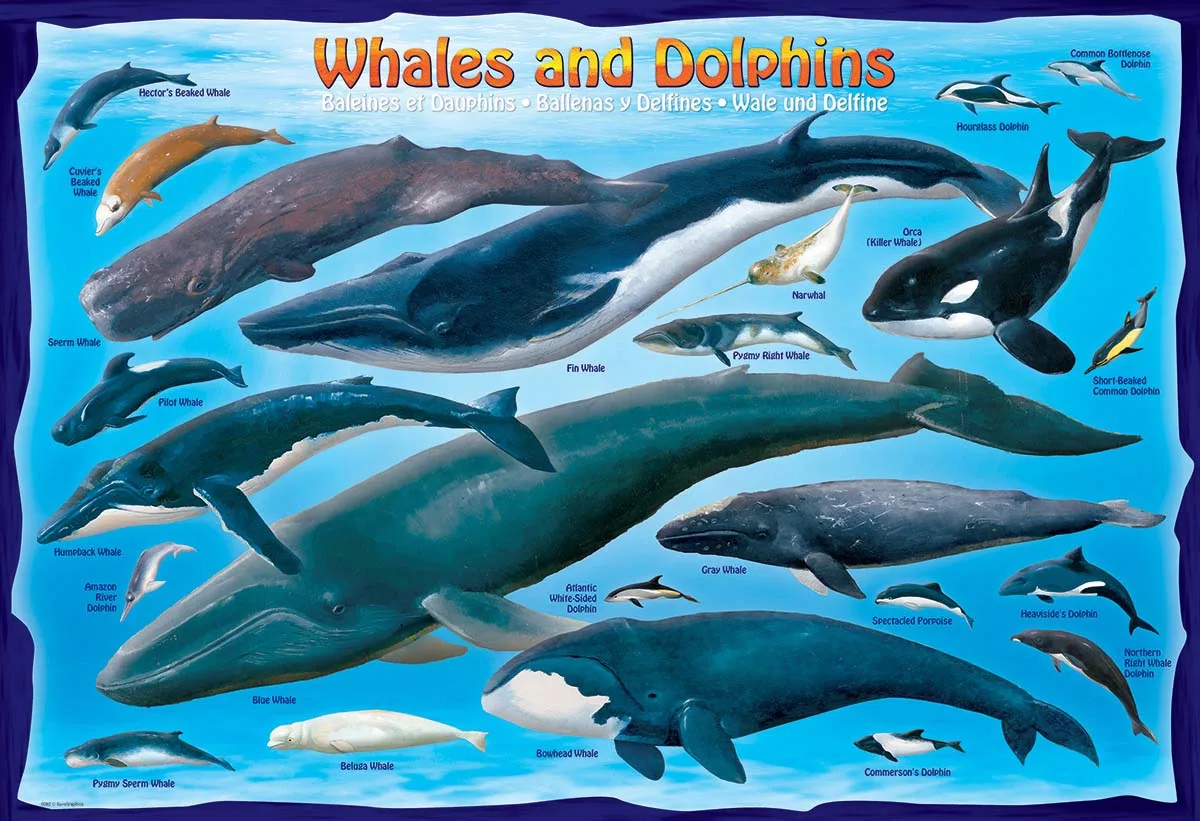 Whales & Dolphins Sea Life
