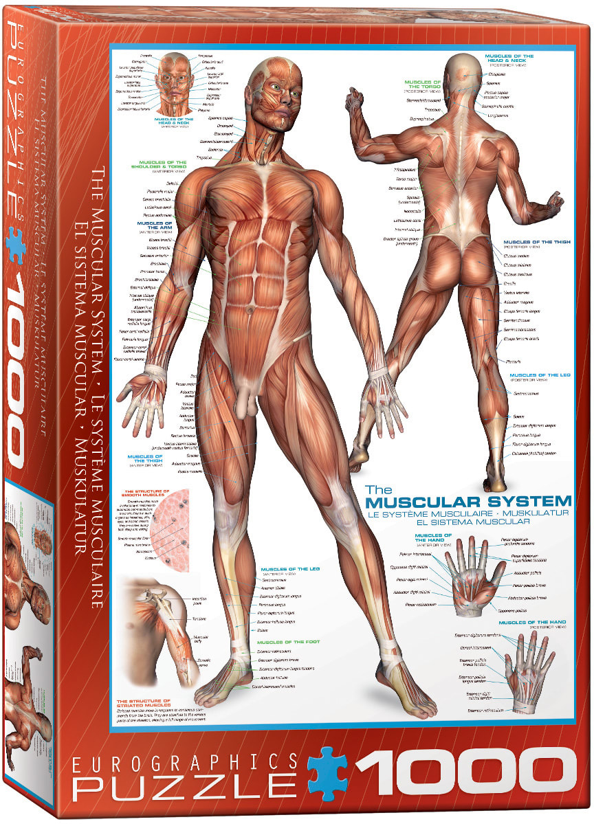 The Muscular System