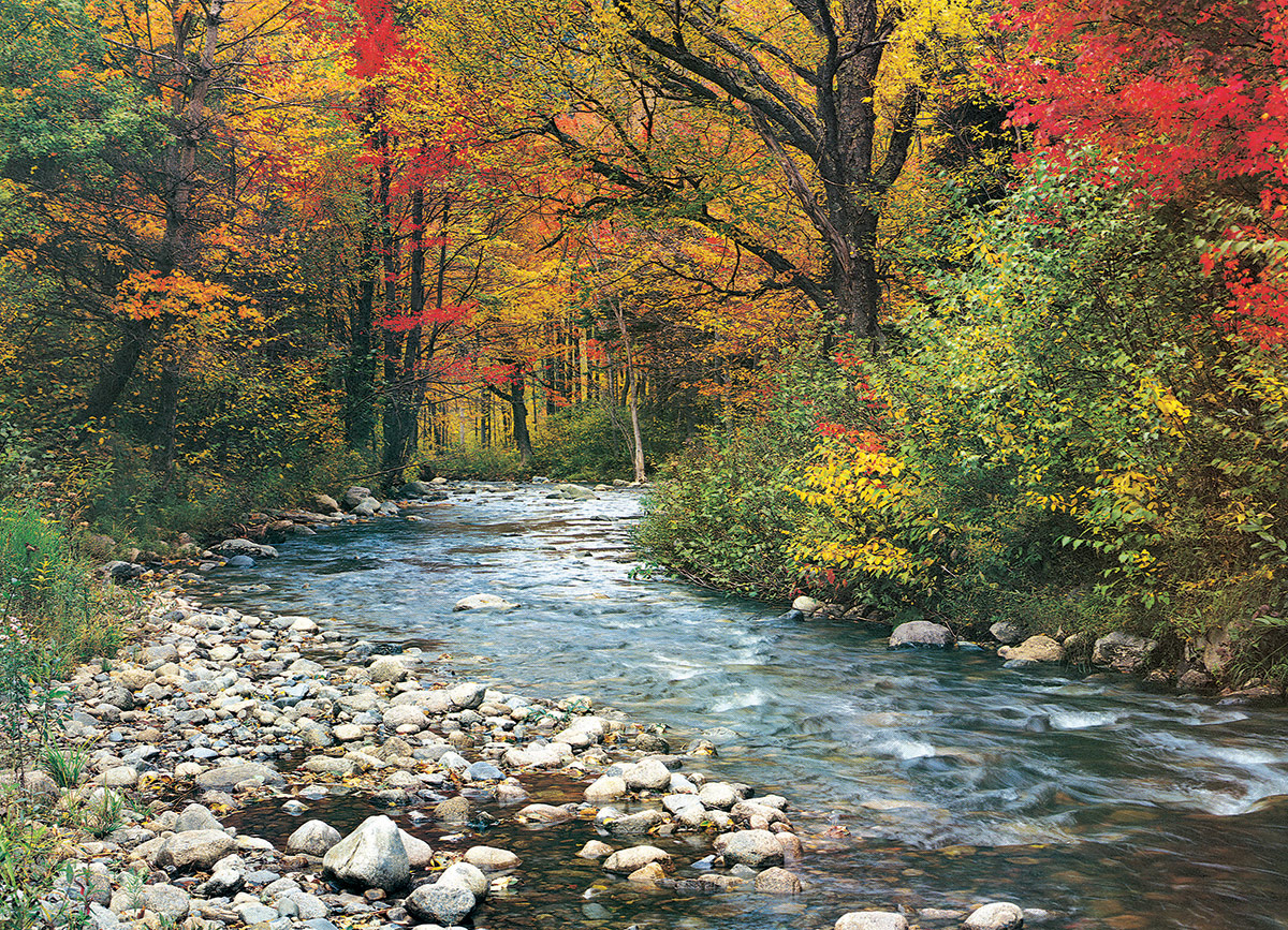 Forest Stream Fall Jigsaw Puzzle