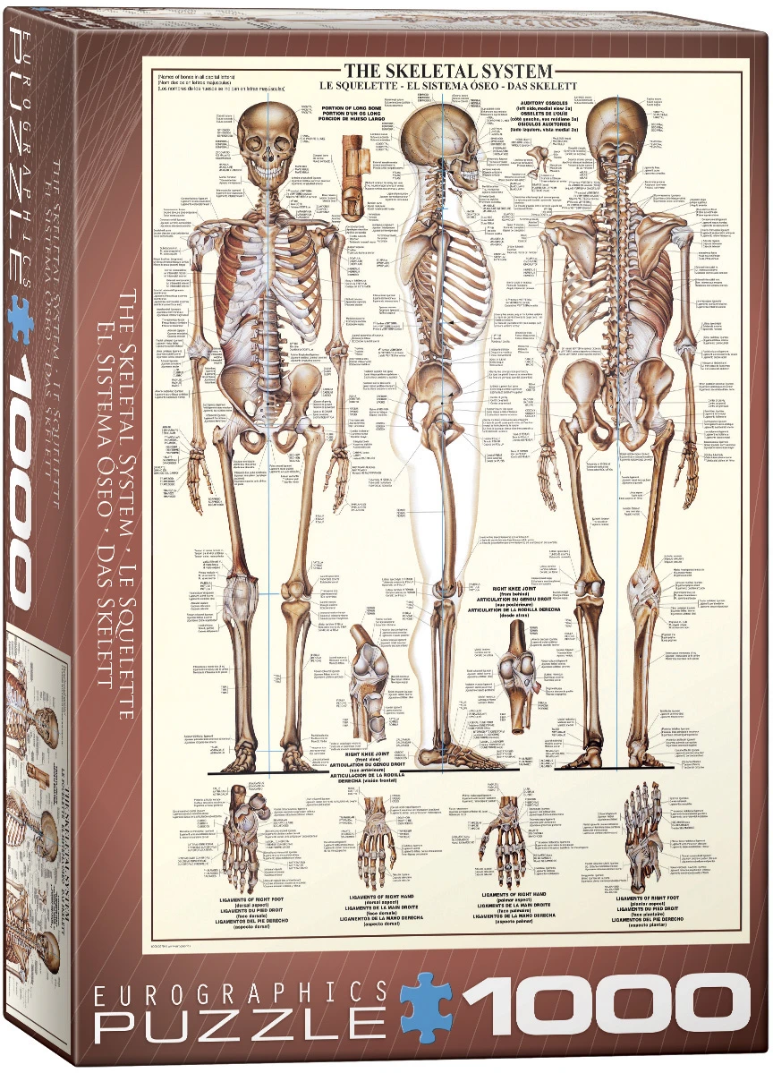 The Skeletal System