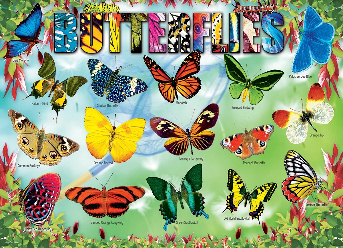 Butterflies Butterflies and Insects