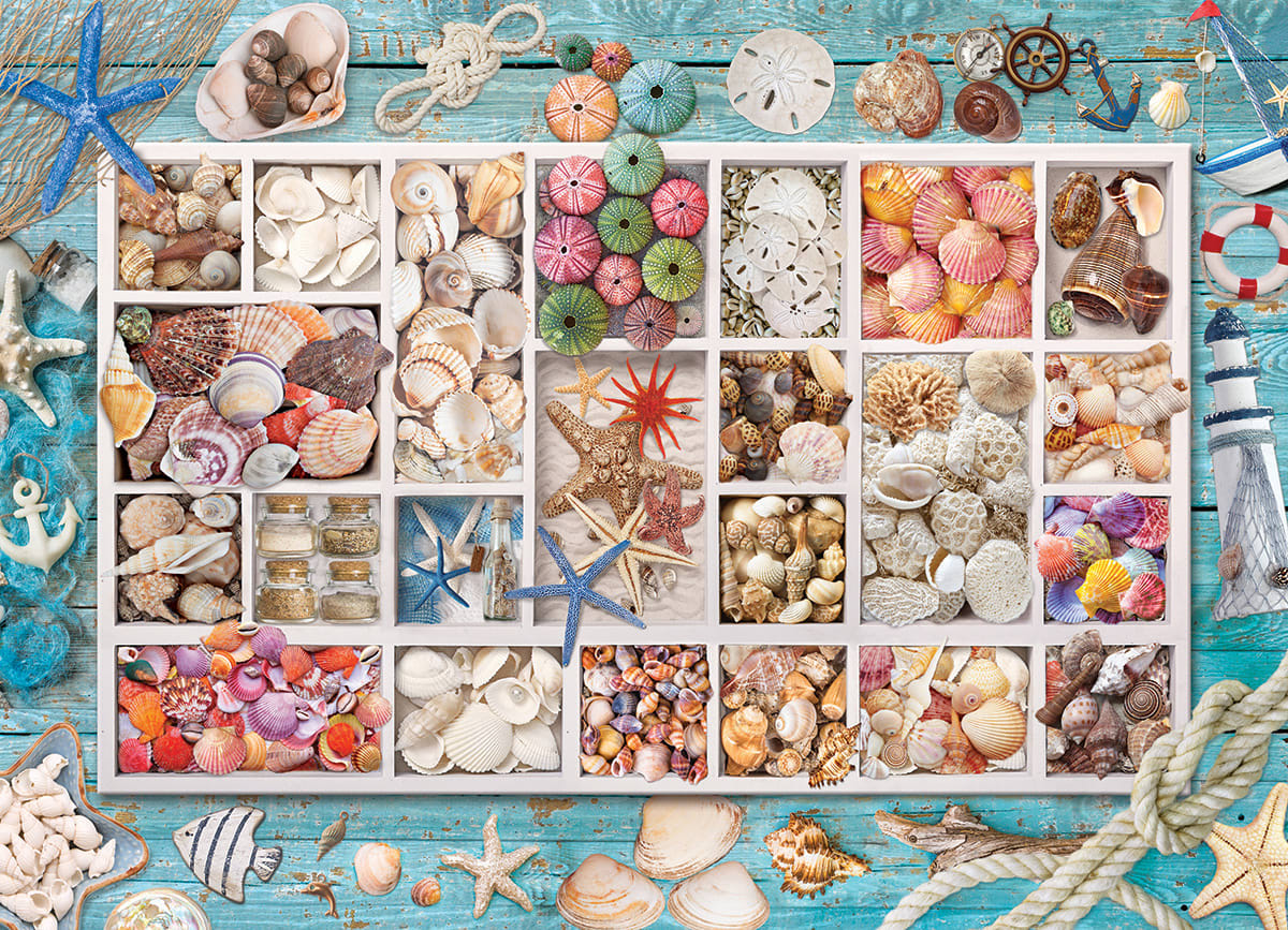 Seashell Collection Sea Life