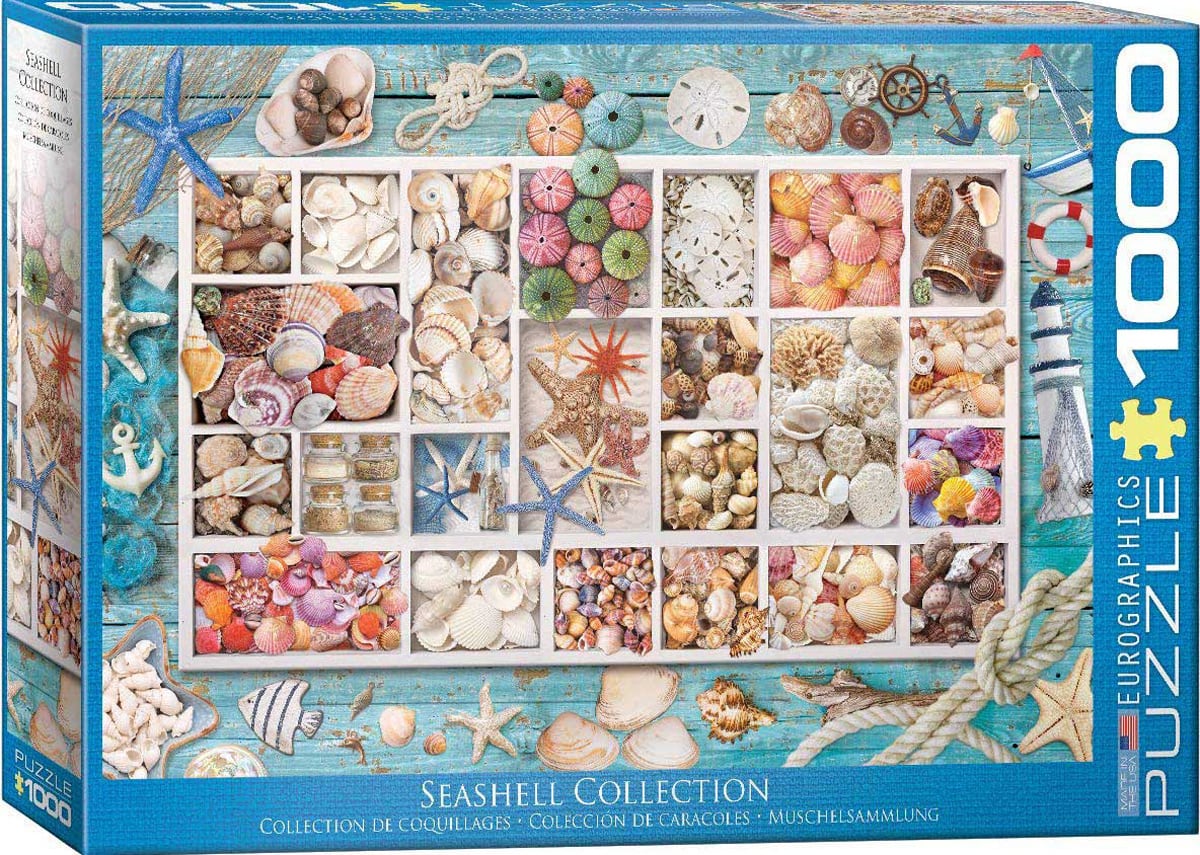 Seashell Collection