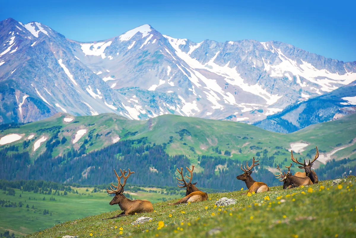Mountain Elks Mountain