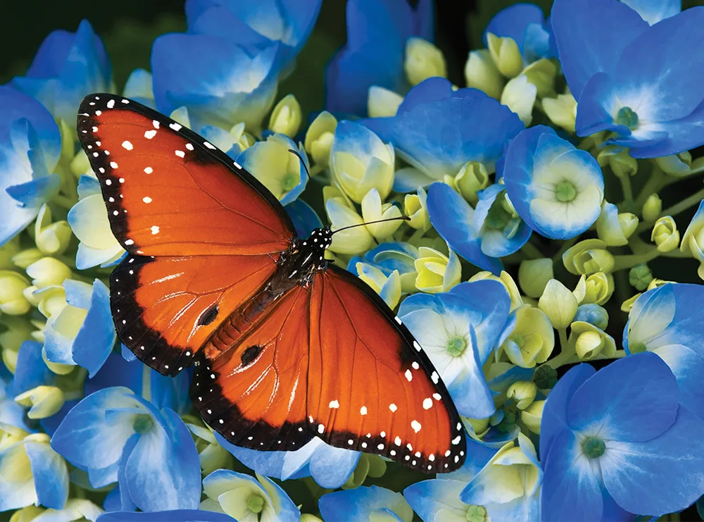 Hydrangeas & Butterfly Butterflies and Insects