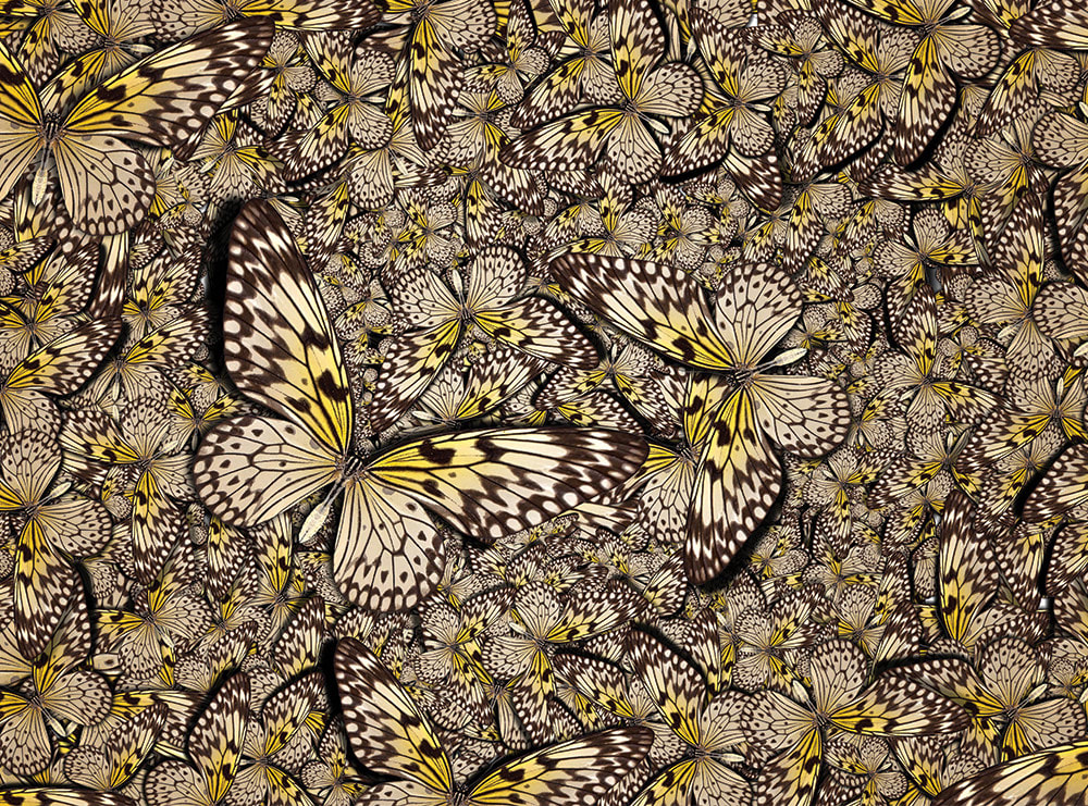 Butterfly Bonanza Butterflies and Insects