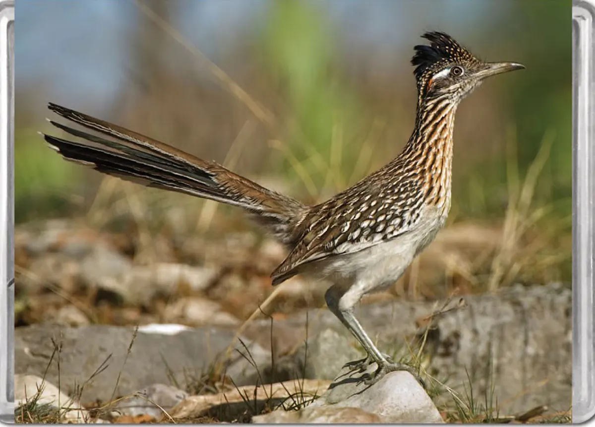 Greater Roadrunner MiniPix&reg; Puzzle Birds