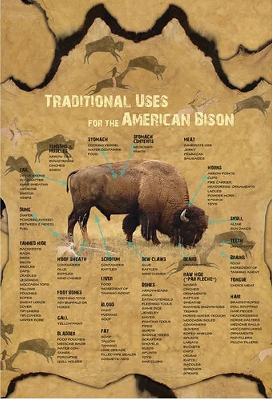American Bison Animals