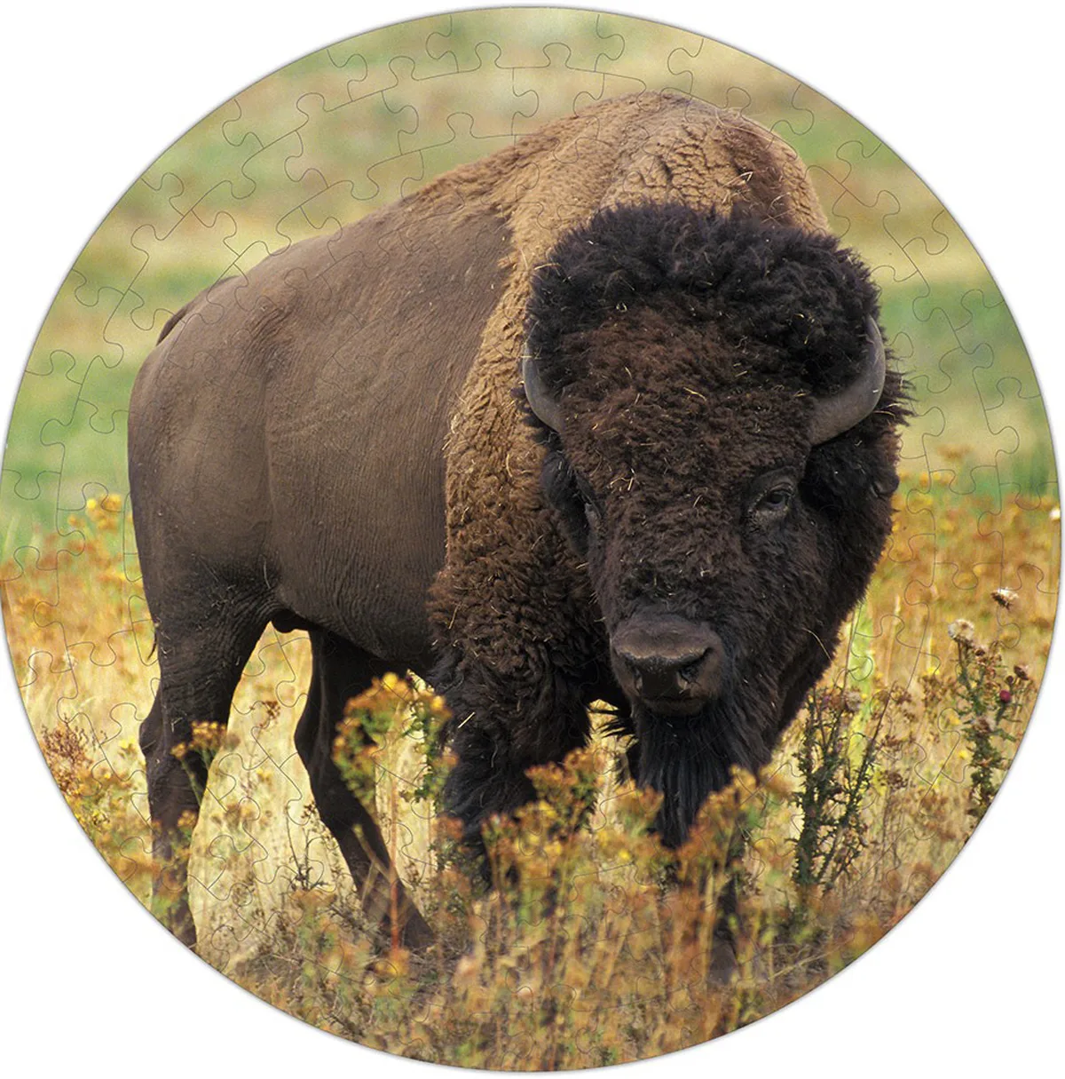 American Bison Puzzle A&bull;Round: Animals