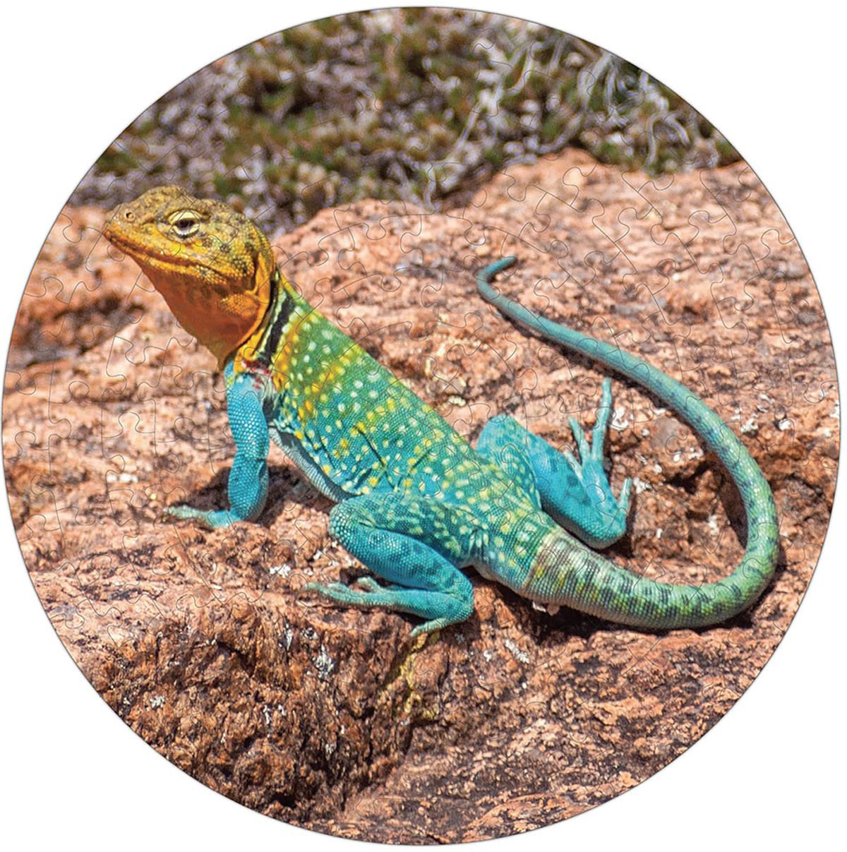 Collared Lizard Puzzle A&bull;Round: Reptile & Amphibian