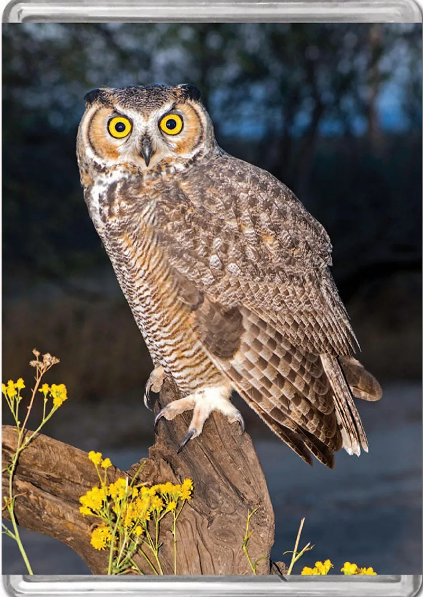 Great Horned Owl MiniPix&reg; Puzzle Birds