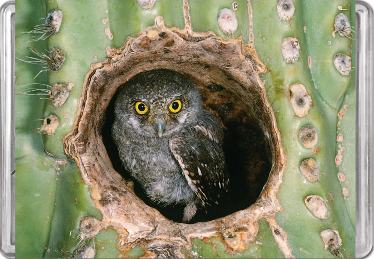 Elf Owl MiniPix&reg; Puzzle Birds