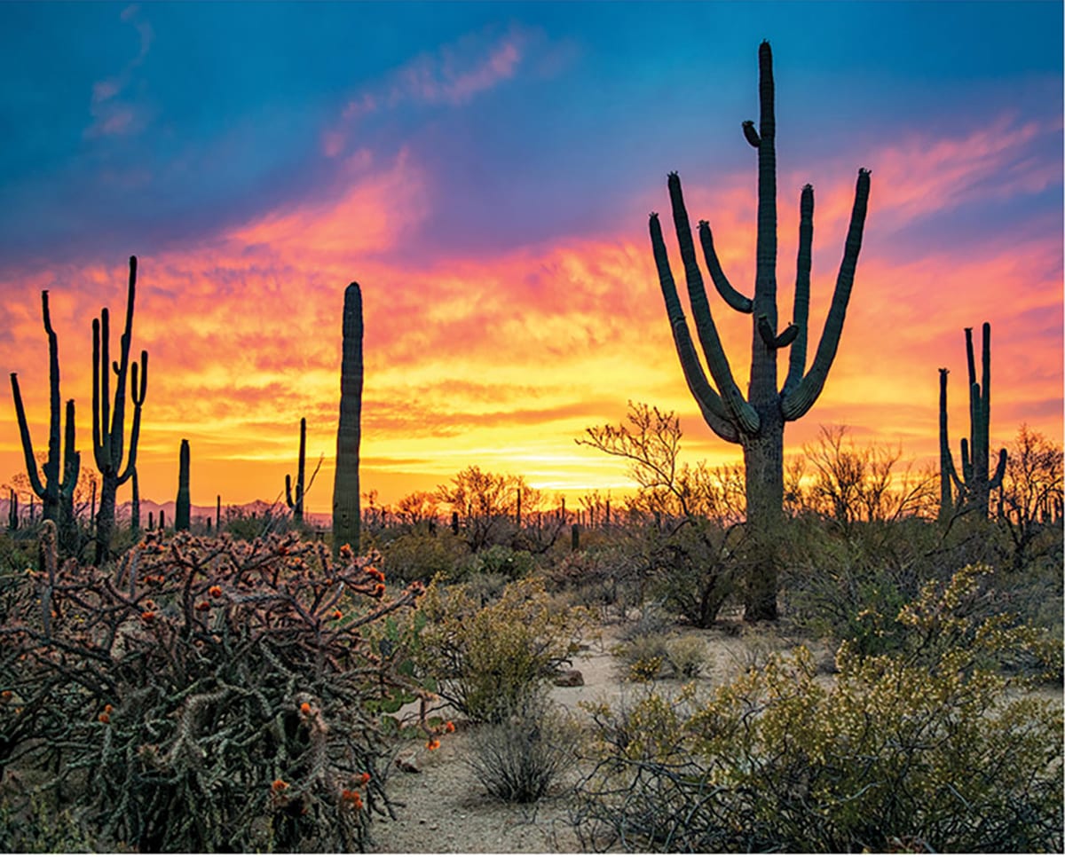 Saguaro Sunset Landscape