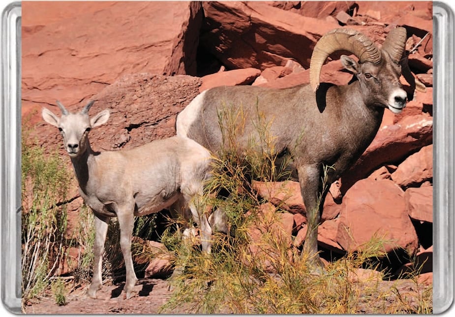 Desert Bighorn Sheep MiniPix&reg; Puzzle Animals