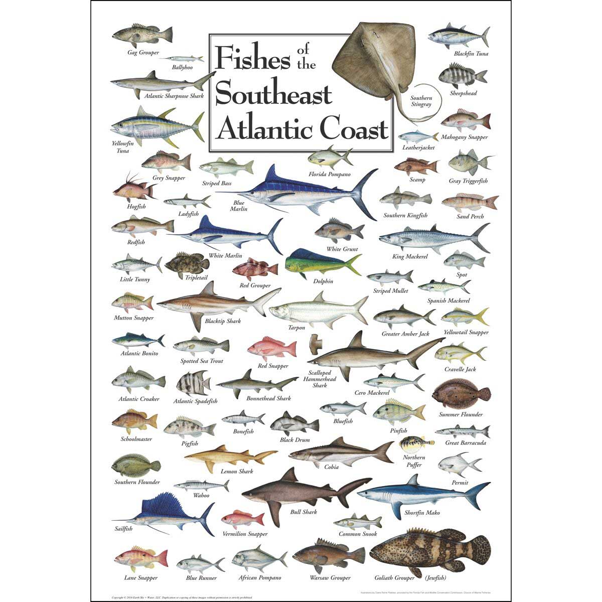 Fish of the South Atlantic Coast Fish Jigsaw Puzzle