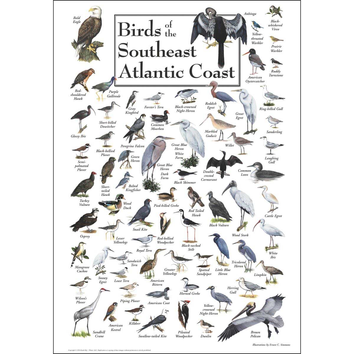 Birds of the South Atlantic Coast Birds Jigsaw Puzzle
