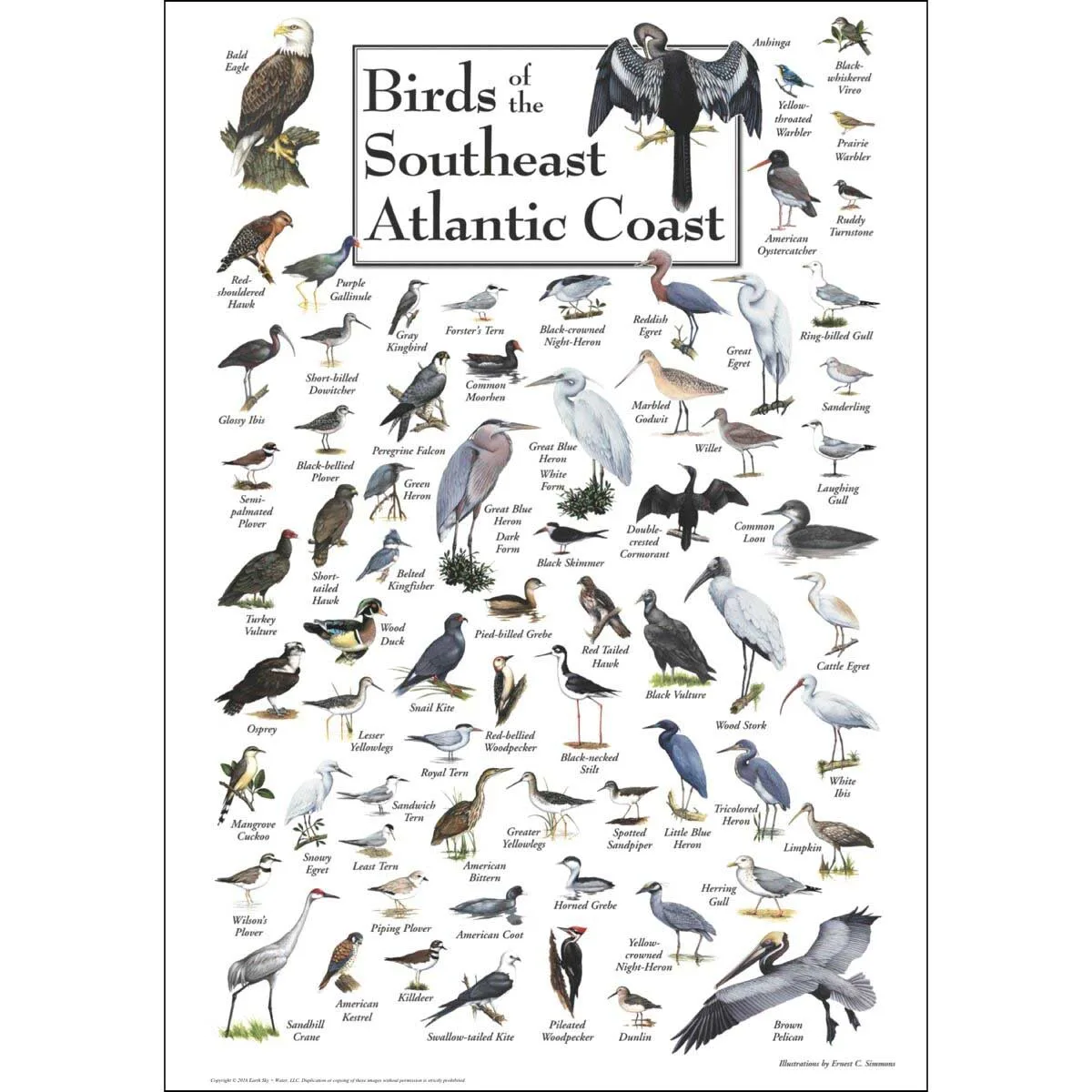 Birds of the South Atlantic Coast Birds