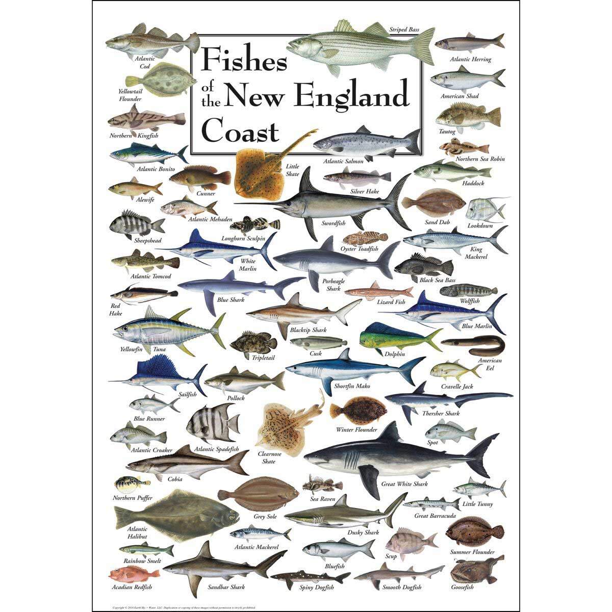Fish of the New England Coast Fish Jigsaw Puzzle