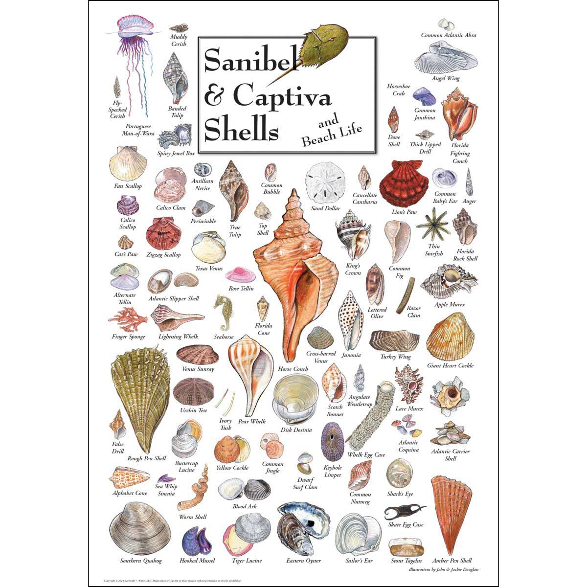 Shells of Sanibel & Captiva Sea Life Jigsaw Puzzle