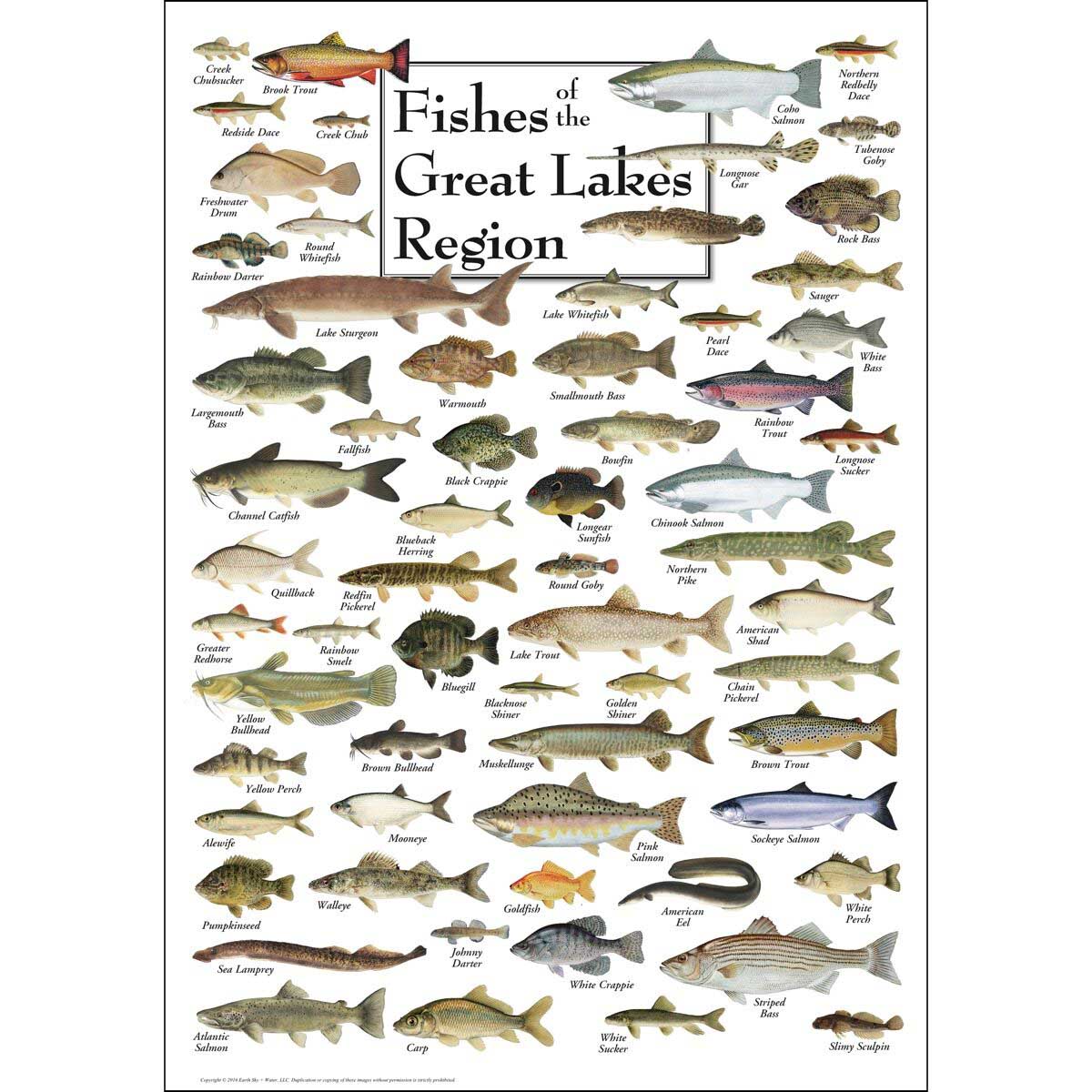 Fish of the Great Lakes Fish Jigsaw Puzzle