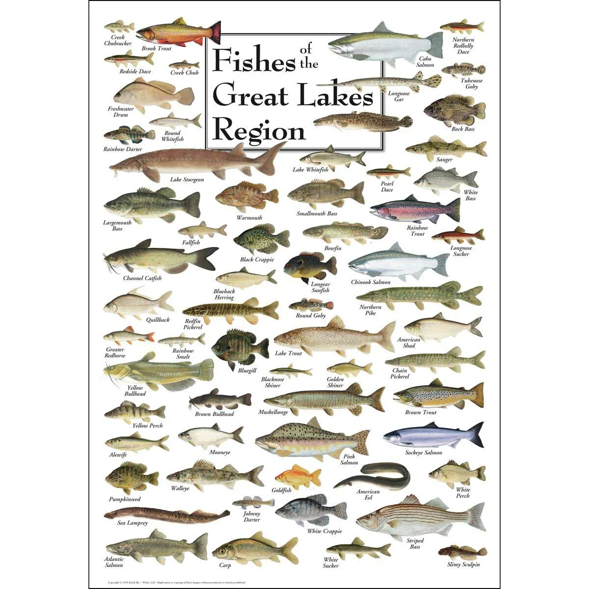 Fish of the Great Lakes Fish