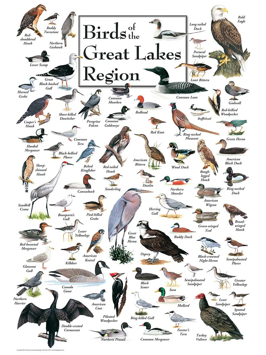 Birds of the Great Lakes - Scratch and Dent Birds