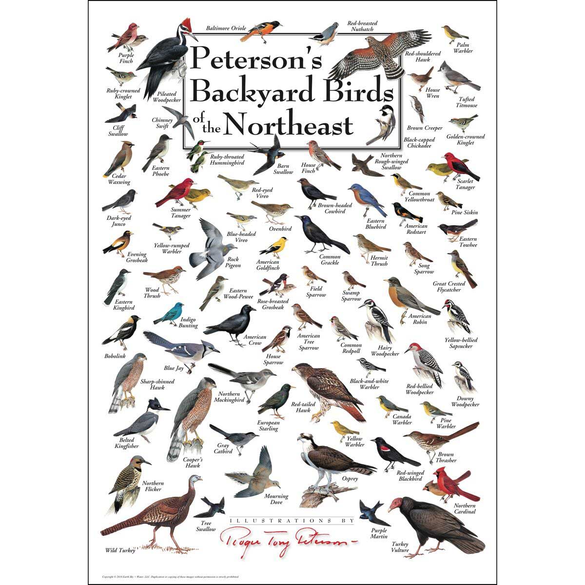 Peterson's Backyard Birds of the Northeast Birds Jigsaw Puzzle