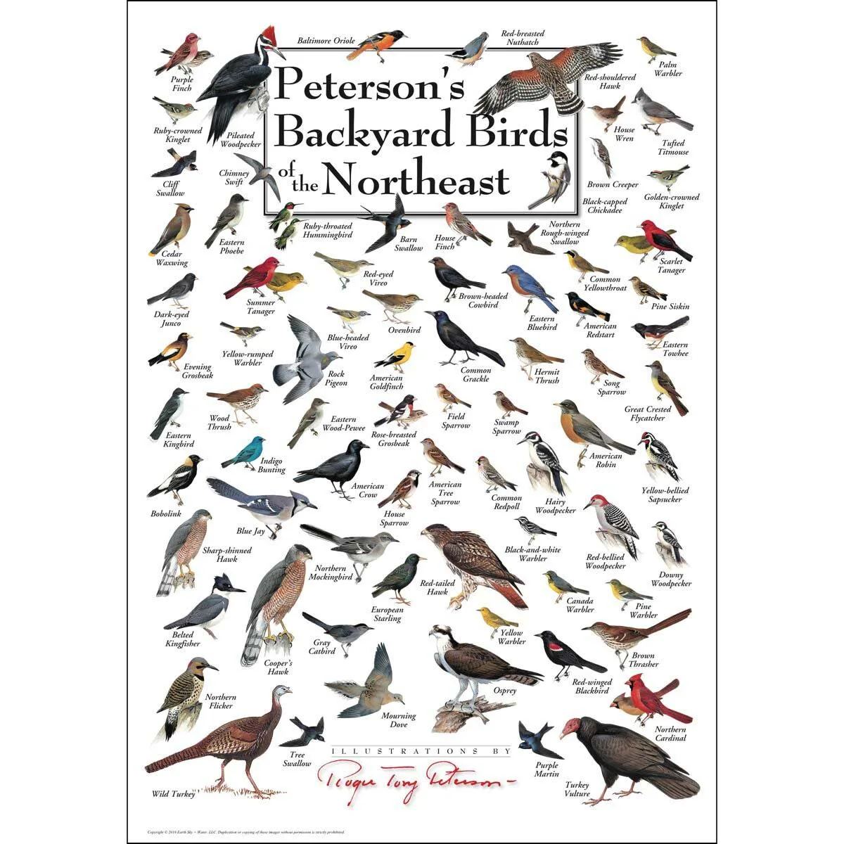 Peterson's Backyard Birds of the Northeast Birds