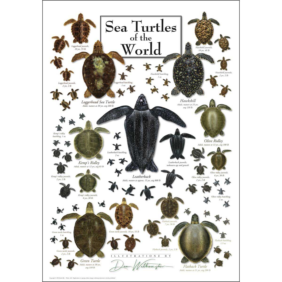 Sea Turtles of the World Sea Life Jigsaw Puzzle