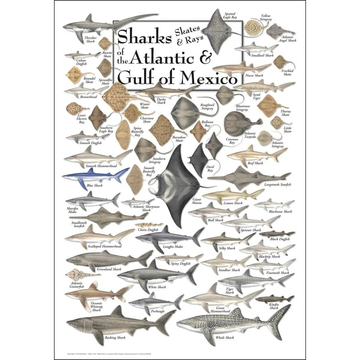 Sharks, Skates & Rays of the Atlantic and Gulf of Mexico Sea Life