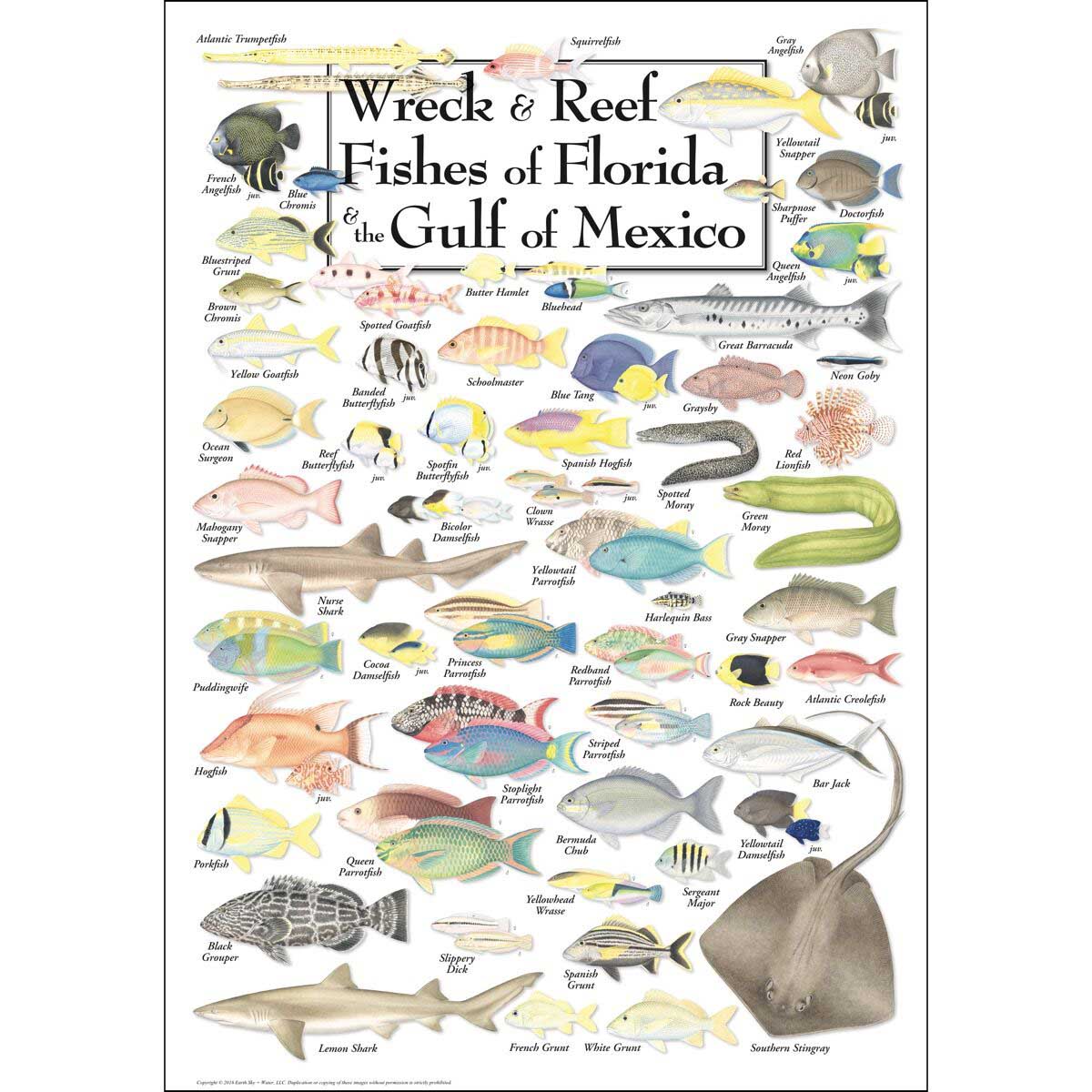 Wreck & Reef Fish of Florida & the Gulf of Mexico Sea Life Jigsaw Puzzle