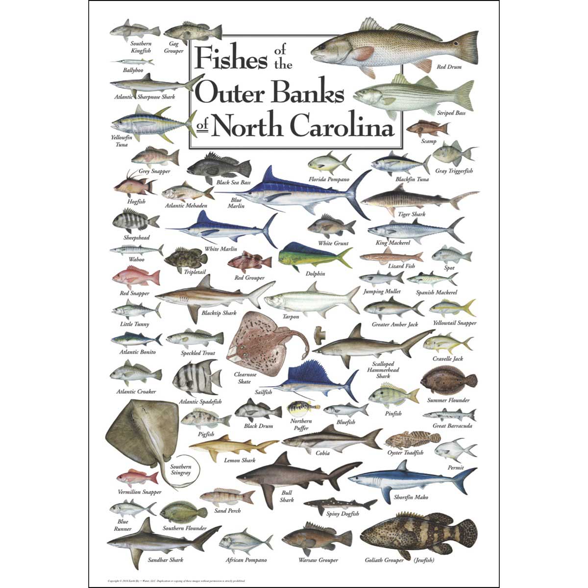 Fishes of the Outer Banks Fish Jigsaw Puzzle
