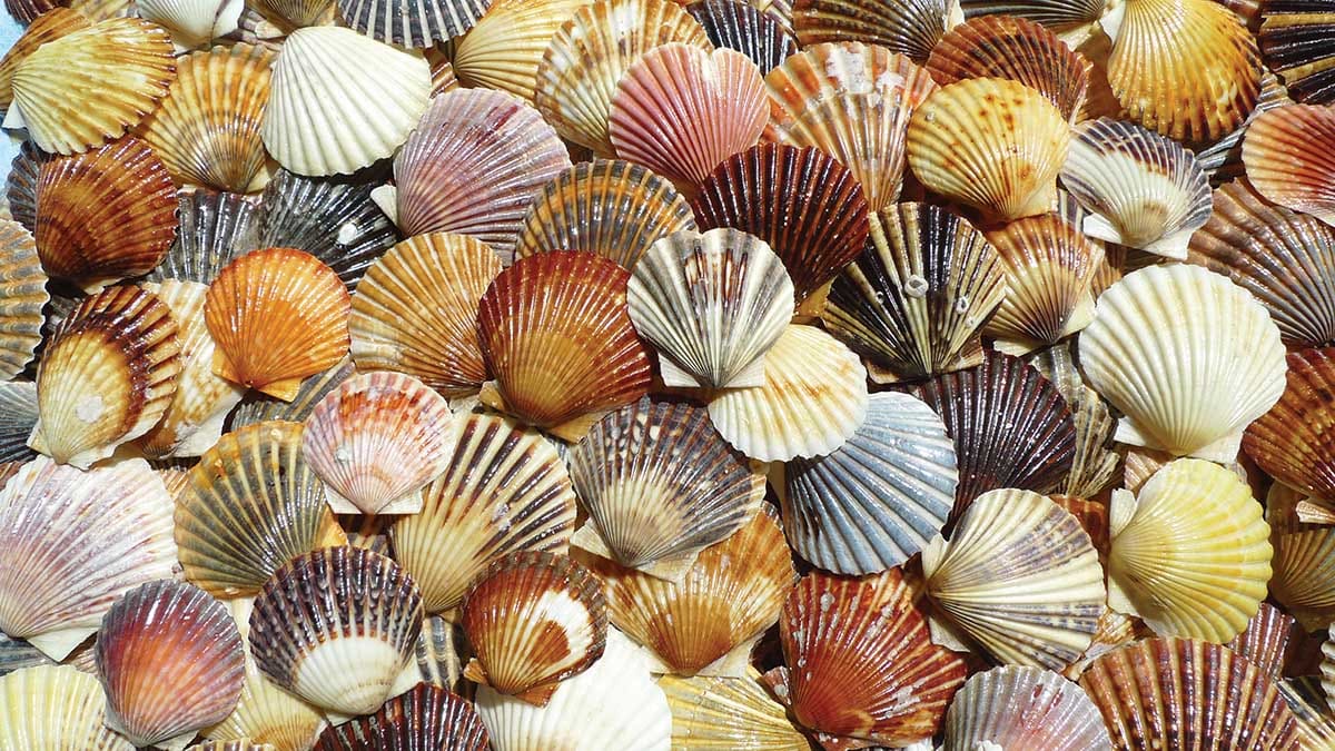 Bay Scallop Beauties Beach & Ocean