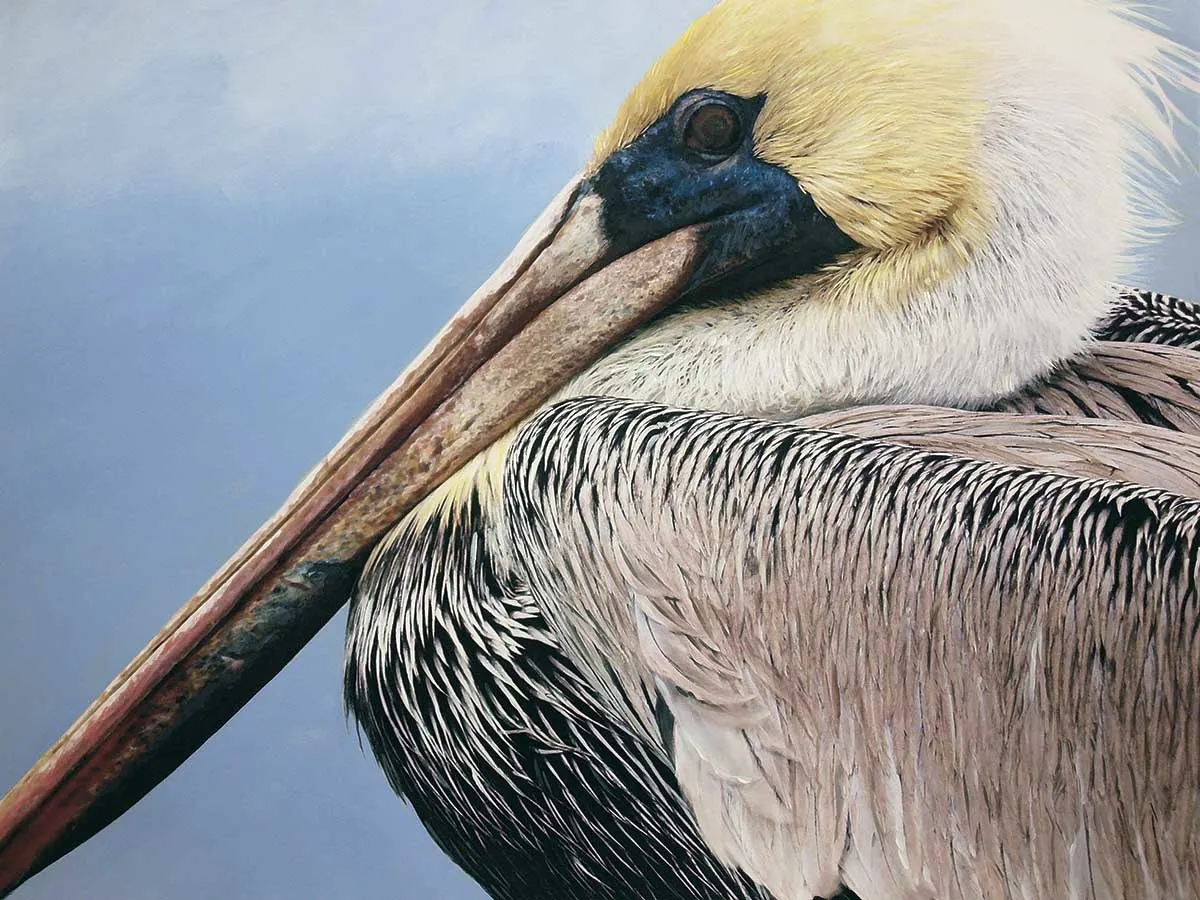 Brown Pelican Beach & Ocean