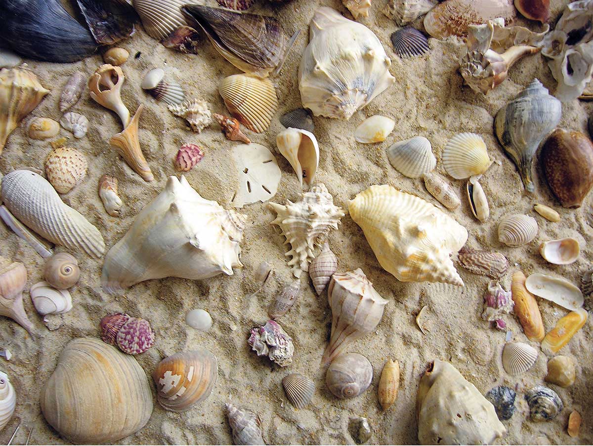 She Sells Sea Shells Beach & Ocean Jigsaw Puzzle
