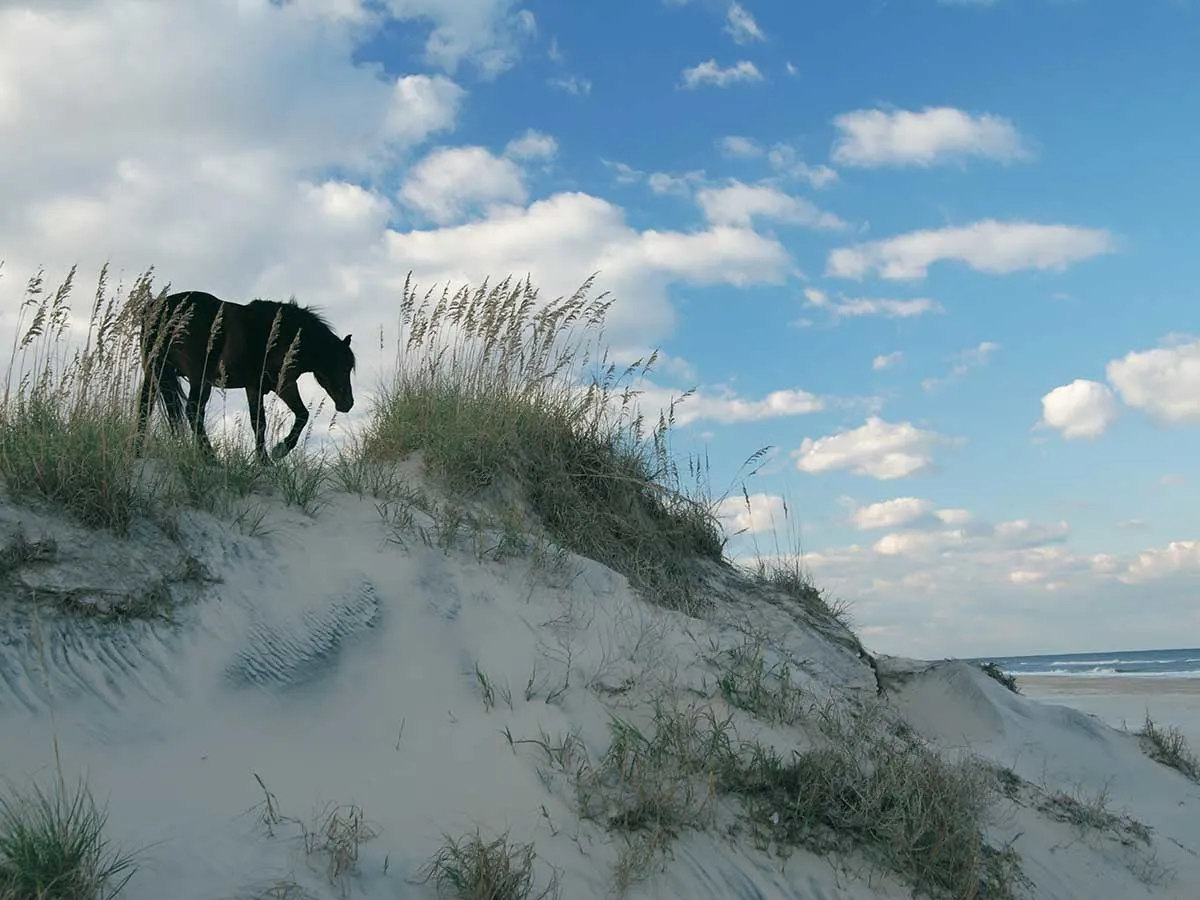 Born to be Wild Beach & Ocean