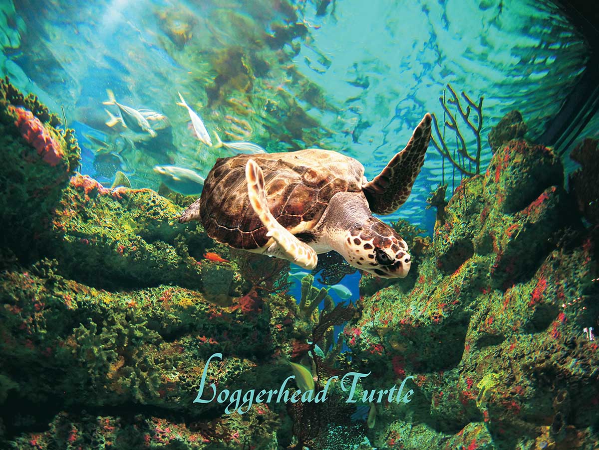 Loggerhead Turtle Sea Life Jigsaw Puzzle